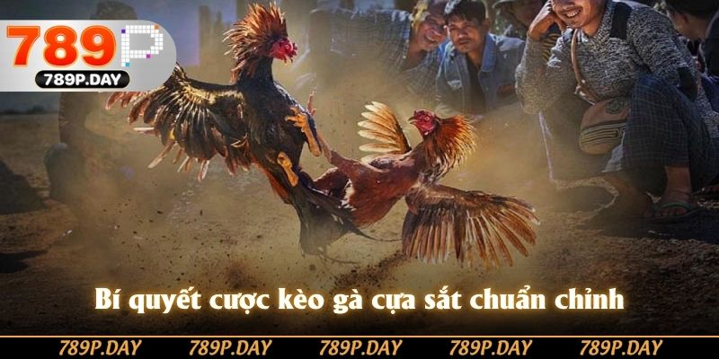 Bí quyết cược kèo gà cựa sắt chuẩn chỉnh